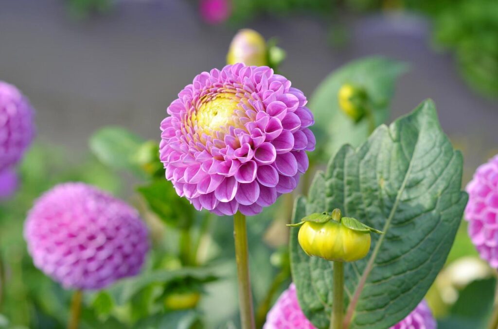 コラム２: 閉じ込め症候群を患った女性が伝えたかったこと＿イメージ画像